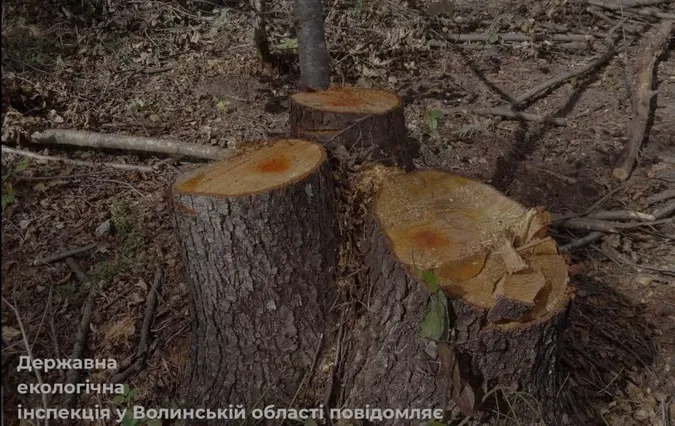 На Волині незаконно вирубали майже 500 дерев: державі завдали збитків на понад 3 млн грн (фото)