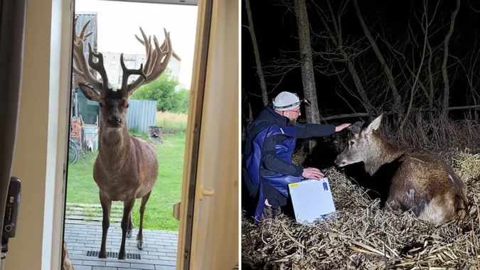 🦌Борис бореться: що відомо про стан зіркового оленя з Волині (фото)