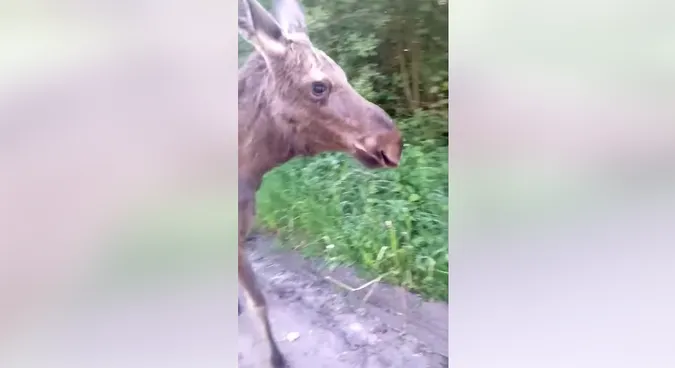 У нацпарку на Волині помітили рідкісного звіра (відео)