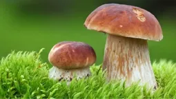 Грибний бум у лісі: чи віщує щедра осінь холодну зиму (фото)