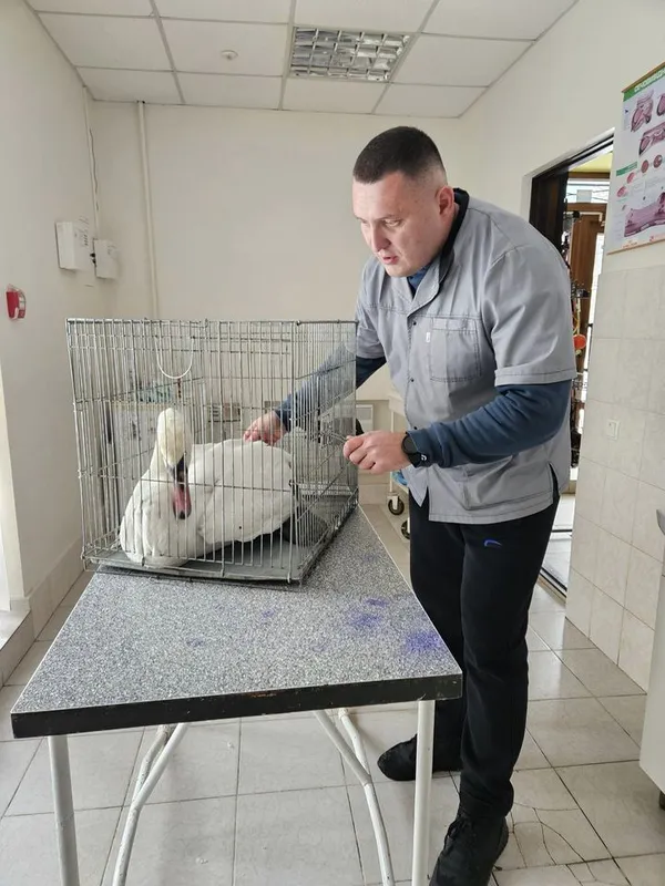 На Волині врятували знесиленого лебедя (фото)