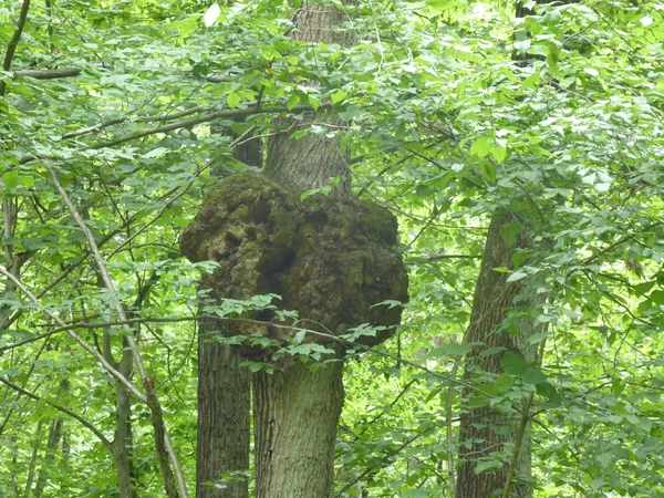 Корончасті гали.
Agrobacterium tumefaciens — вид грам-негативних облігатно аеробних паличковидних ґрунтових бактерій