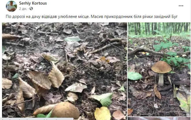 Почали рости білі: на Волині відкрито сезон грибів