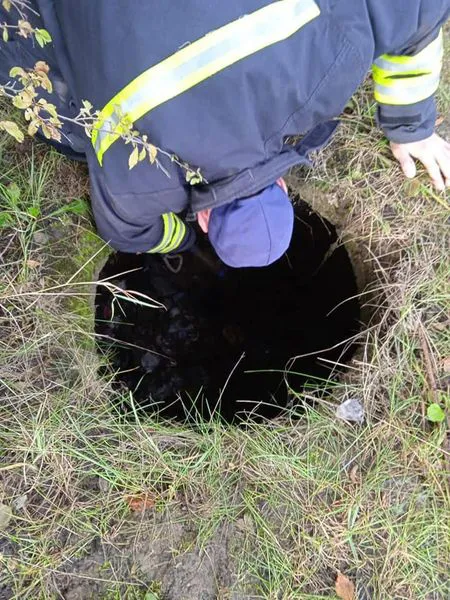 З оглядового колодязя на околиці Луцька врятували кошеня (фото, відео)