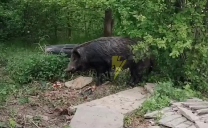 На АЗС у Володимирі живе «одомашнений» дикий кабан (відео)