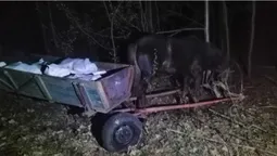Контрабанда на підводах: волиняни везли 800 кілограмів сала до Білорусі (фото)