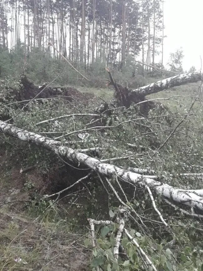 В одному із сіл Волині негода повиривала дерева із землі (фото)