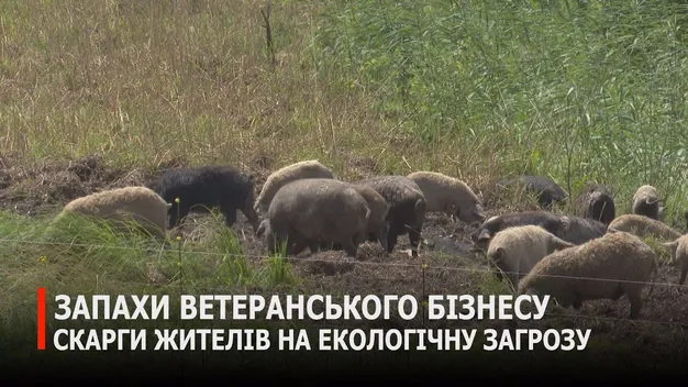 На Волині – гучний скандал через «пахучий» бізнес на свинях біля джерел (відео)