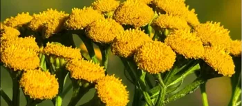 Квітка без пелюсток, але з характером: золоті суцвіття маленької красуні пахнуть камфорою і мають приховану силу (фото)