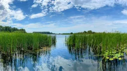 Море риби: показали краєвиди озера на Волині (фото)