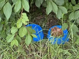 Пошкоджений хребет чи задні лапи: у Луцьку не можуть зловити збитого автомобілем кота (фото, відео)