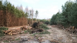 На Волині знищили молодий ліс через земельну колізію (фото)