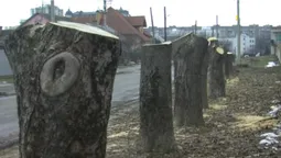 У Луцьку незаконно зрізали каштани (відео)