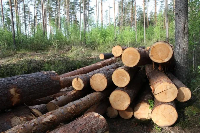 На Волині незаконно вирубали лісу на понад 7 млн