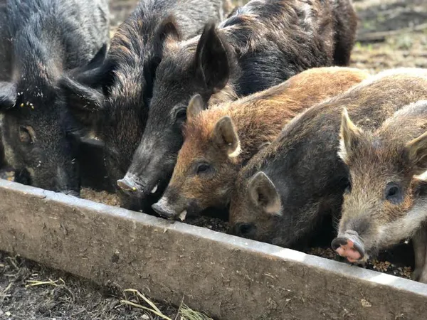 Як у волинських лісах розводять диких кабанів (фото)