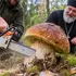На Волині білий гриб зрізали бензопилою: такого врожаю не чекали (відео)