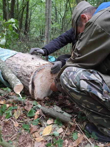 Від загибелі врятували сім'ю диких бджіл у «Цуманській пущі» (фото)