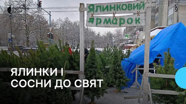 У Луцьку стартував продаж ялинок і сосен: де купити і скільки коштує