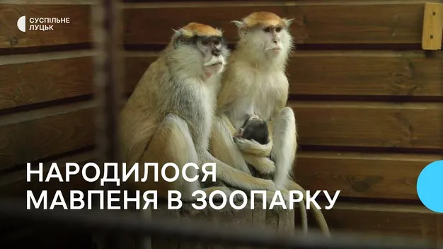 У Луцькому зоопарку поповнення в родині мавп (фото, відео)