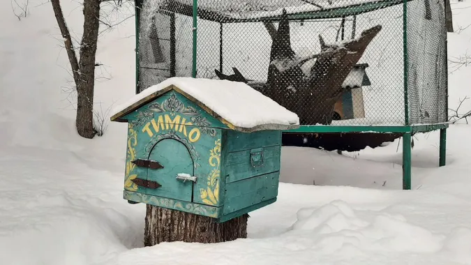Відомий бабак Тимко передбачив прохолодну та нестабільну весну (фото)