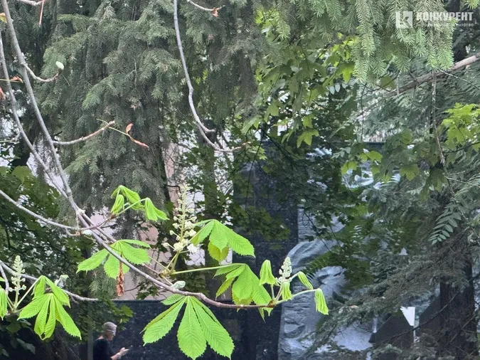 У Луцьку помітили аномалію – у вересні розквітли каштани (фото)