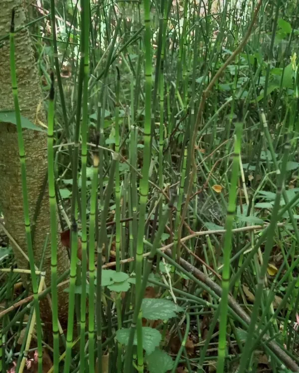 Хвощ зимовий (Equisetum hyemale L.)