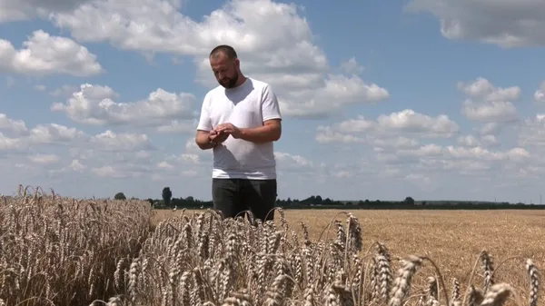 «Повітряні тривоги заважають працювати»: в яких умовах на Волині збирають врожай