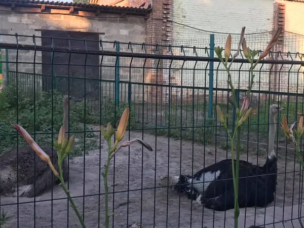 Показали «стресуючих» тварин у луцькому зоопарку під час концерту (фото)