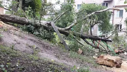 Лучанка просить пообрізати "5-поверхові" каштани (фото)