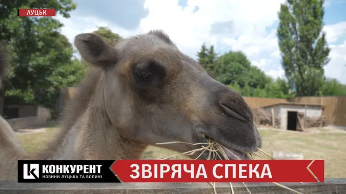 Як у Луцькому  зоопарку рятують тварин від спеки (відео)