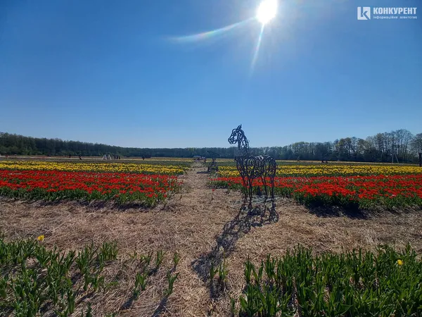 Море квітів: «Волинська Голландія» стартувала (фото)