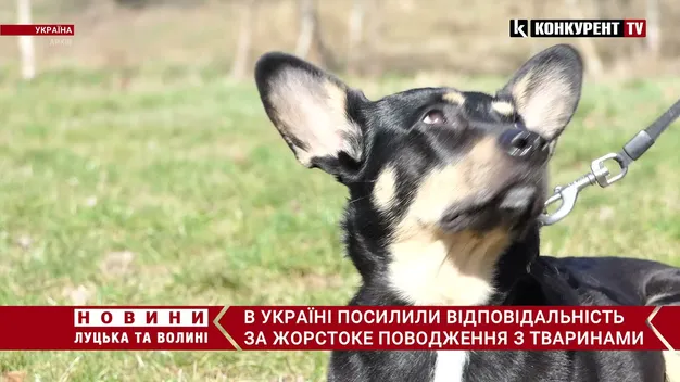 В Україні набув чинності зоозахисний закон: що він передбачає (відео)
