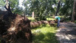 У Ківерцях буревій повалив дерева (фото)