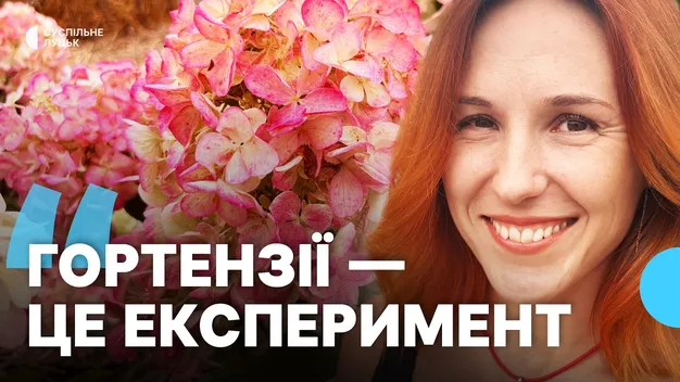 «У цьому раю працює вся наша сім’я»: волиняни вирощують тисячі гортензій щороку (фото, відео)
