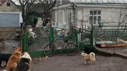 Бруд і сморід: лучанин влаштував сміттєзвалище на власному подвір'ї (фото)