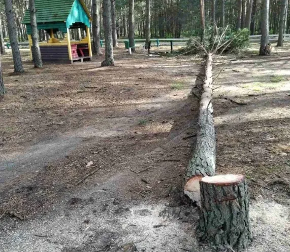 Поруч альтанок для відпочинку на Волині порубали дерева: лісівники викликали поліцію