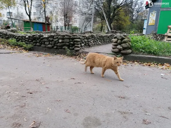 Осінь у  Луцьку (фото)