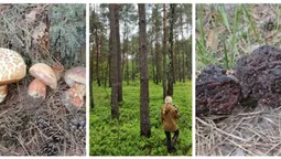 Здали локацію з першими на Волині грибами