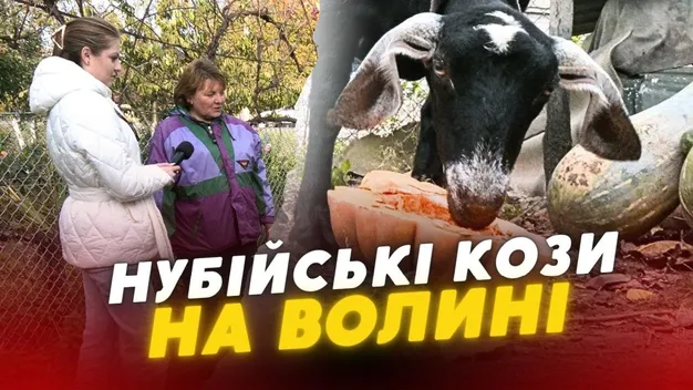 На Волині розводять унікальних кіз, які схожі на коней (відео)