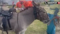 На Світязі у шалену спеку віслюк та поні змушені катати відпочивальників