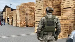 На волинському підприємстві знайшли 1200 кубів «лівої» деревини (фото)
