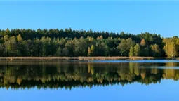 За 90 км від Луцька серед лісу причаїлось тихе неглибоке озеро неймовірної краси (фото, відео)
