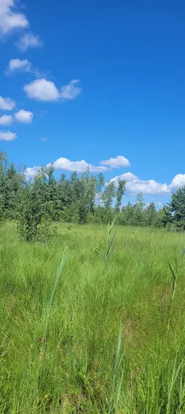 На Волині помітили рідкісні рослини, які можуть зникнути (фото)