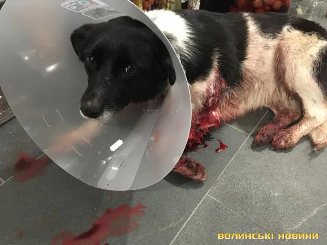 Поблизу Луцька невідомі на джипі розстріляли собаку (фото, відео)
