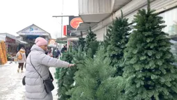 Скільки коштують ялинки на «Варшавському ринку» Луцька (фото)