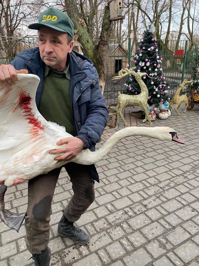 У Луцькому зоопарку прихистили підстреленого лебедя (фото)