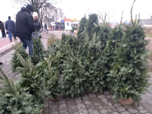 Від 80 до 800 гривень: які живі ялинки вже можна купити в Луцьку (фото, відео)