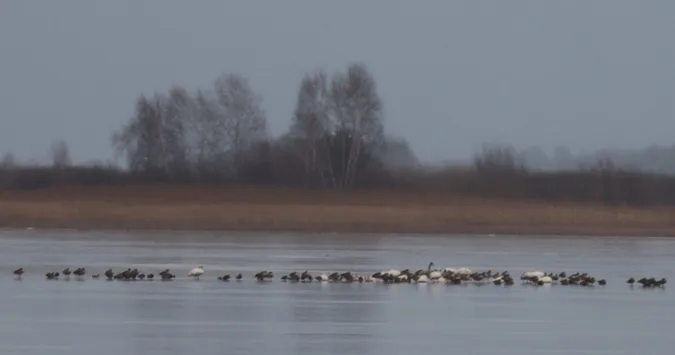 Гуси, лебеді, качки: в озері на Волині – аномально велике скупчення водоплавних птахів (фото)