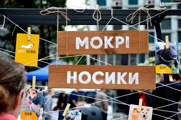 #мокріносики: у луцькому «Промені» песикам шукають хороших власників (фото)