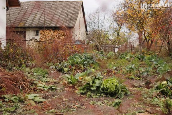 «Будемо пускати тут коріння»: як на Волині хазяйнують харків'яни, які все втратили (фото)
